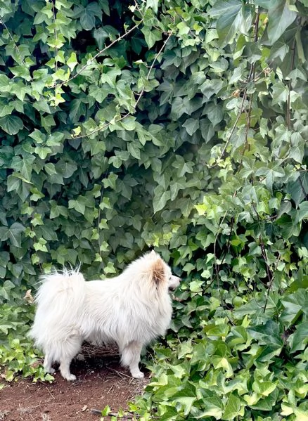 Vendo cuccioli di volpino italiano a pelo lungo  | Foto 4