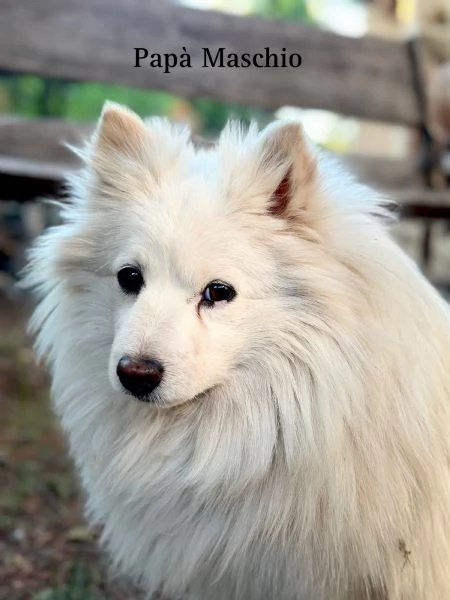 Vendo cuccioli di volpino italiano a pelo lungo  | Foto 3