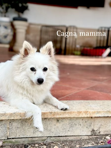 Vendo cuccioli di volpino italiano a pelo lungo  | Foto 0