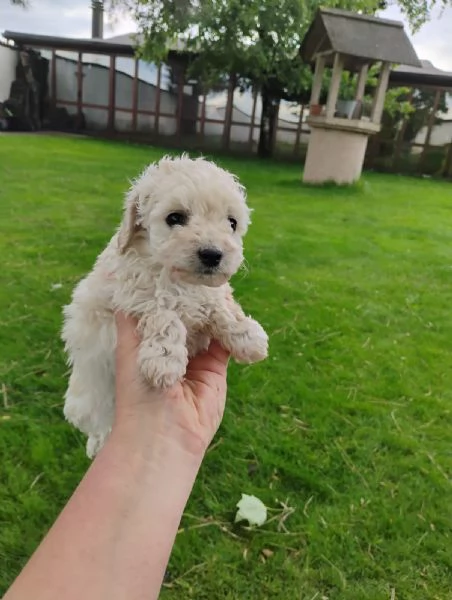 Cuccioli di razza barboncino  | Foto 0