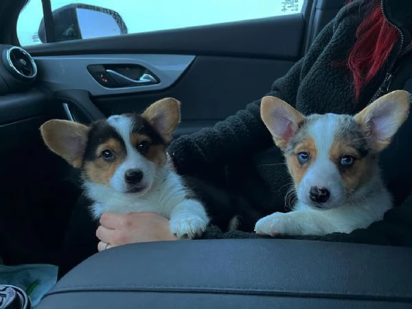 Bellissimi cuccioli di corgi in adozione 