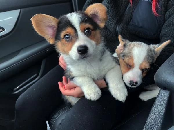 Bellissimi cuccioli di corgi in adozione  | Foto 2