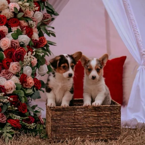 Bellissimi cuccioli di corgi in adozione  | Foto 1