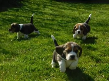 Cuccioli Beagle maschio e femmina | Foto 1