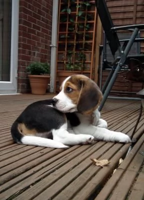 Cuccioli Beagle maschio e femmina | Foto 0