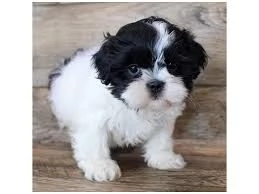 Bellissime cucciole di Lhasa Apso