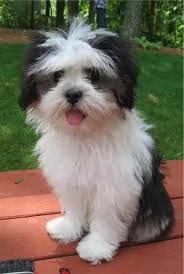 Bellissime cucciole di Lhasa Apso | Foto 0