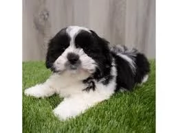 Bellissime cucciole di Lhasa Apso | Foto 0