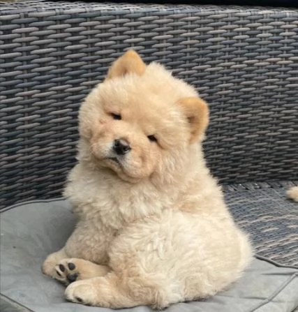 Disponibili 3 cuccioli di Chow Chow | Foto 2