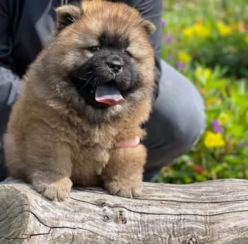 Disponibili 3 cuccioli di Chow Chow