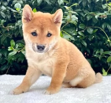 super cuccioli di shiba inu