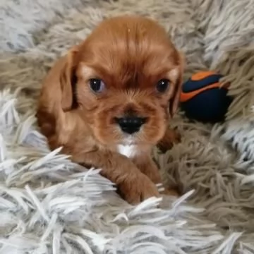  cuccioli di cavalier king charles