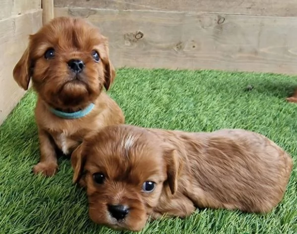  cuccioli di cavalier king charles | Foto 0