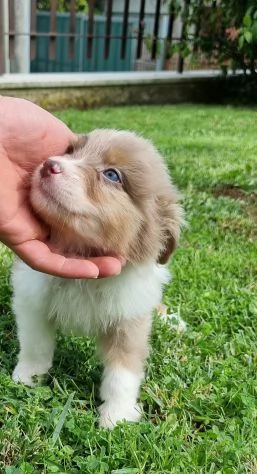 Cuccioli di pastore australiano con pedigree