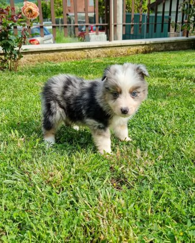 Cuccioli di pastore australiano con pedigree | Foto 0