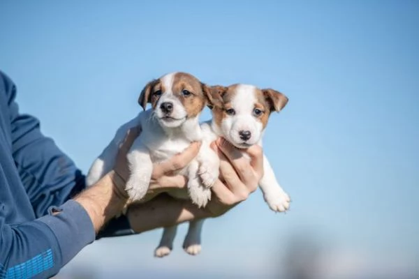 Animali cuccioli di Jack Russel Terrier | Foto 2