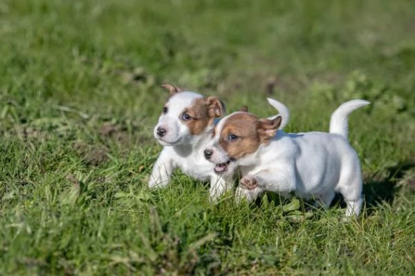 Animali cuccioli di Jack Russel Terrier | Foto 1