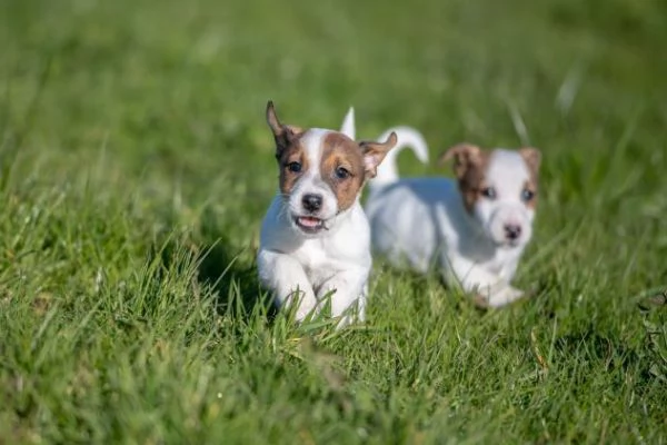 Animali cuccioli di Jack Russel Terrier | Foto 0