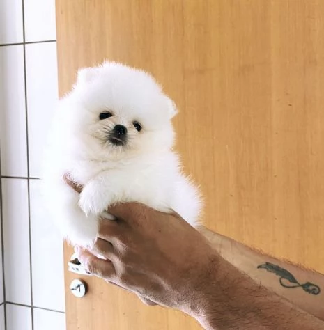 Cuccioli di Pomerania Volpino | Foto 2