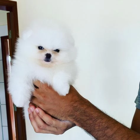 Cuccioli di Pomerania Volpino | Foto 1