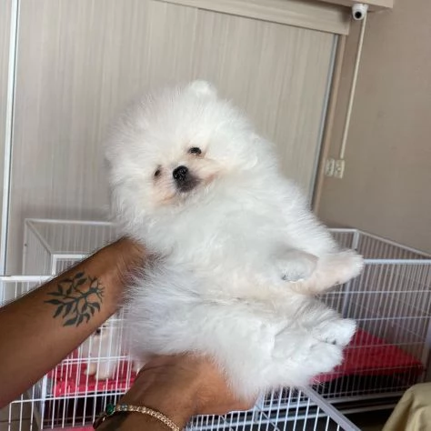 Cuccioli di Pomerania Volpino | Foto 0