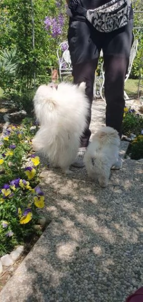 Maschio e femmina Volpino Pomerania  | Foto 2