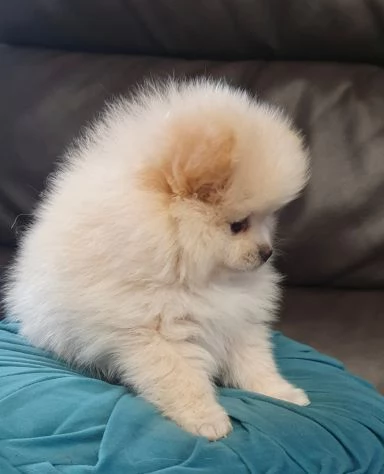 Cuccioli di Pomerania Volpino | Foto 4