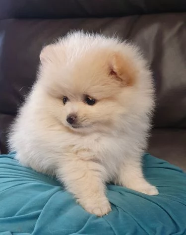 Cuccioli di Pomerania Volpino | Foto 0