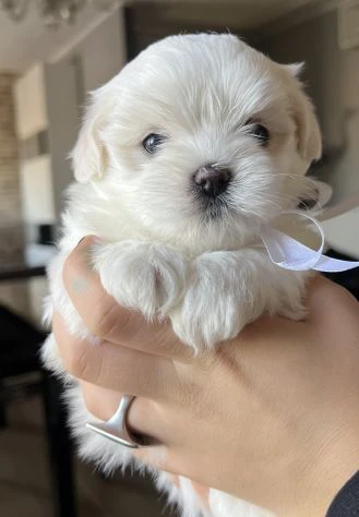 MALTESE CUCCIOLO CON PEDIGREE ENCI | Foto 1