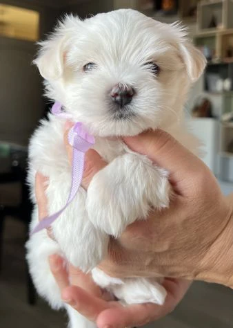 MALTESE CUCCIOLO CON PEDIGREE ENCI | Foto 0