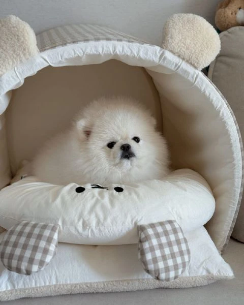 Cuccioli di Pomerania Volpino