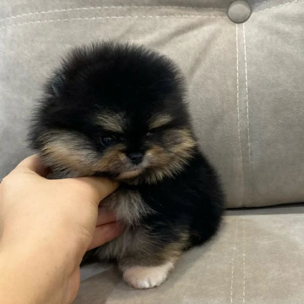 Cuccioli di Pomerania Volpino | Foto 2