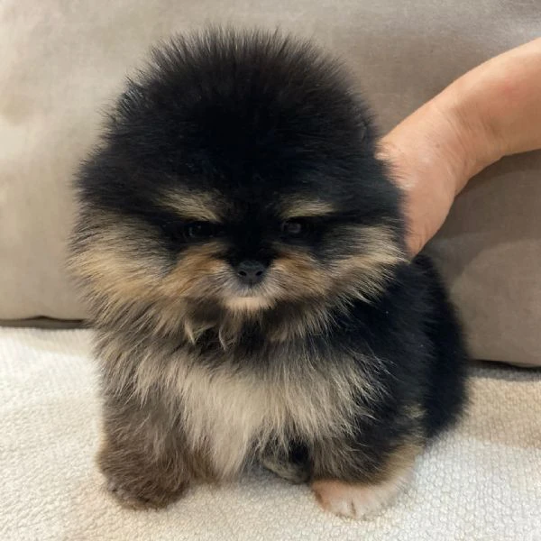 Cuccioli di Pomerania Volpino | Foto 1