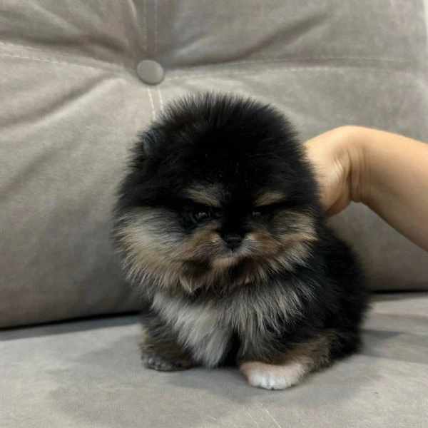 Cuccioli di Pomerania Volpino | Foto 0