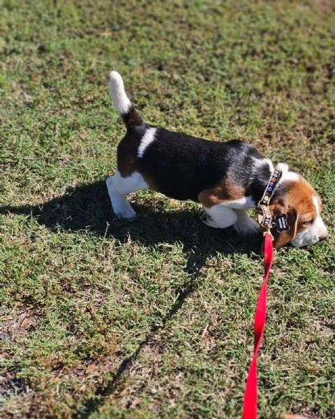 RAZZA BEAGLE TRICOLORE