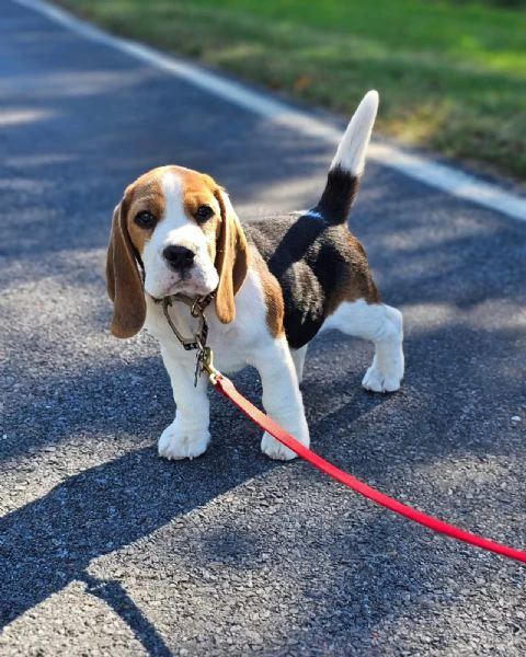 Disposizione cucciolini di beagle