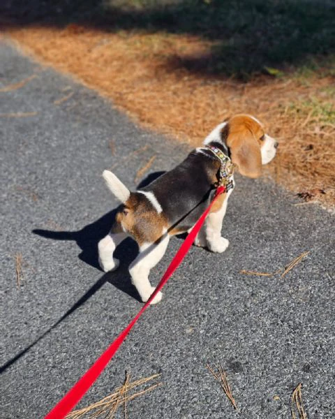 Disposizione cucciolini di beagle | Foto 1