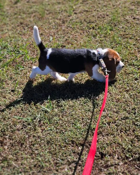 Disposizione cucciolini di beagle | Foto 0