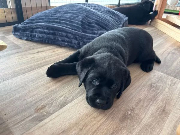 Dolci cuccioli di Labrador di razza pura gialli e neri 13 settimane con pedigree | Foto 2