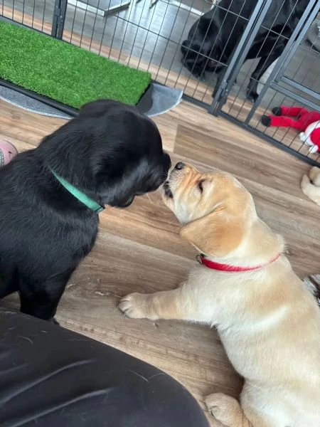 Dolci cuccioli di Labrador di razza pura gialli e neri 13 settimane con pedigree | Foto 1