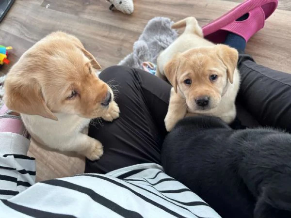 Dolci cuccioli di Labrador di razza pura gialli e neri 13 settimane con pedigree | Foto 0