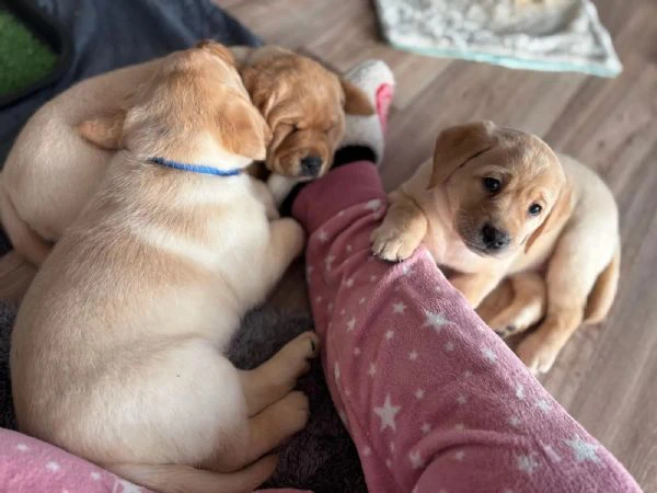 Dolci cuccioli di Labrador di razza pura gialli e neri 13 settimane con pedigree