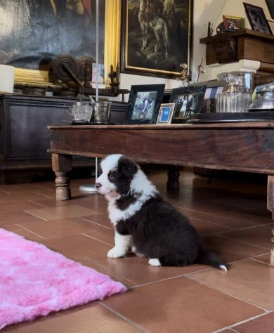 Border collie cuccioli di alta genealogia