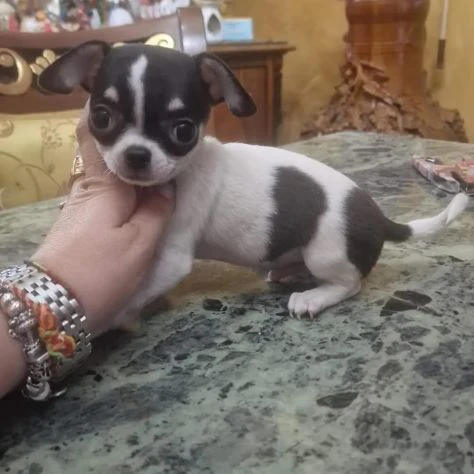 Cuccioli di chihuahua