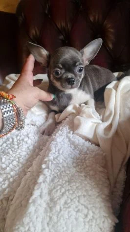 Cuccioli di chihuahua | Foto 0