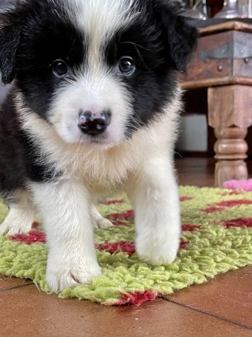 Cuccioli Border Collie di alta genealogia | Foto 4