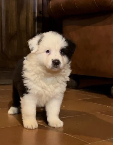 Cuccioli Border Collie di alta genealogia | Foto 3