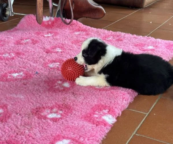 Cuccioli Border Collie di alta genealogia | Foto 1