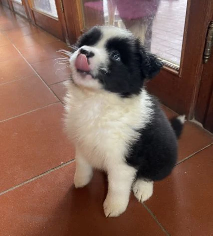 Cuccioli Border Collie di alta genealogia