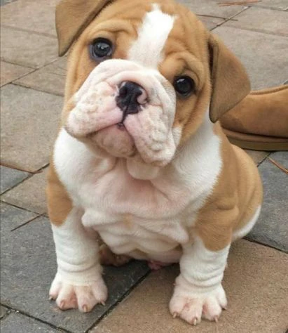 Disponibili cucciolate di BULLDOG INGLESE maschi e femmine | Foto 0